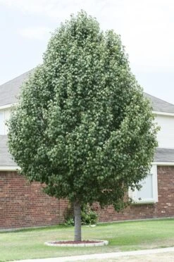 Chinese Sierpeer (Pyrus Calleryana 'Chanticleer') -Green Roots Exporteren Winkel pyrus calleryana