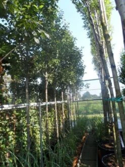 Chinese Sierpeer (Pyrus Calleryana 'Chanticleer') -Green Roots Exporteren Winkel pyrus calleryana chanticleer 12 14ho cont