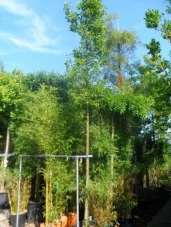 Chinese Sierpeer (Pyrus Calleryana 'Chanticleer') -Green Roots Exporteren Winkel pyrus calleryana chanticleer 16 18ho cont