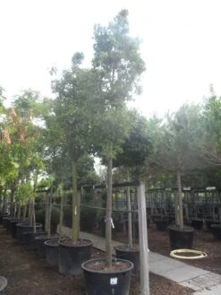 Chinese Sierpeer (Pyrus Calleryana 'Chanticleer') -Green Roots Exporteren Winkel pyrus calleryana chanticleer 25 30ho c285