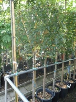 Lei-peer (Pyrus Communis 'Conference') -Green Roots Exporteren Winkel pyrus communis eetpeer halfstam leivorm 1