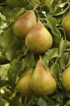 Lei-Peer (Pyrus Communis 'Gieser Wildeman')