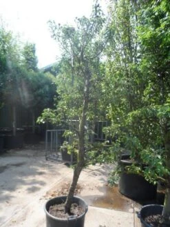 Perenboom (Pyrus Communis 'Gieser Wildeman') 9 Perenboom (Pyrus Communis 'Gieser Wildeman') -Green Roots Exporteren Winkel pyrus communis gieser wildeman 250 300 c150