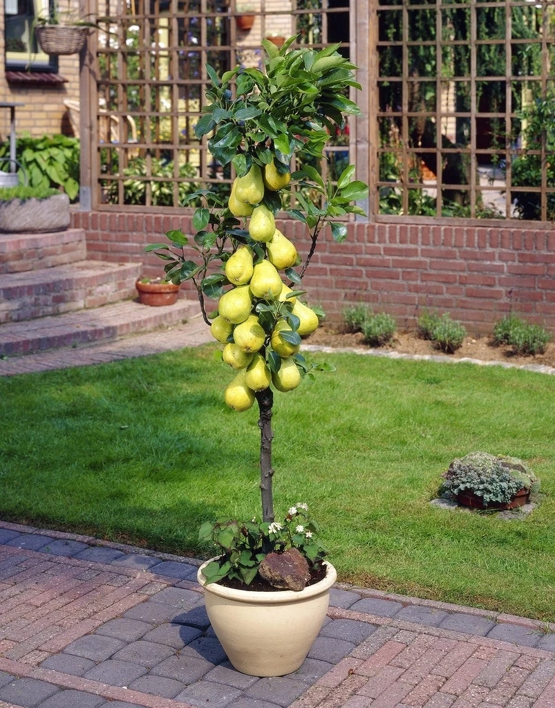 Zuil-peer (Pyrus Communis 'Obelisk') 1 Zuil-peer (Pyrus Communis 'Obelisk')