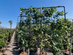 Steeneik Leirek Op Halfstam (Quercus Ilex) -Green Roots Exporteren Winkel quercus ilex 100cm stam spaliera 3 1
