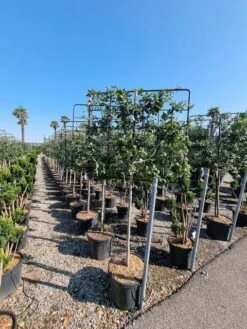 Steeneik Leirek Op Halfstam (Quercus Ilex) -Green Roots Exporteren Winkel quercus ilex 100cm stam spaliera 4 1