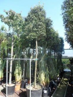 Steeneik Als Boom (Quercus Ilex) 31 Steeneik Als Boom (Quercus Ilex) -Green Roots Exporteren Winkel quercus ilex 16 18 20ho cont. cylindervormig