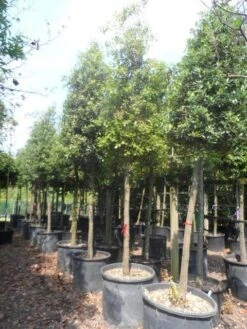 Steeneik Als Boom (Quercus Ilex) -Green Roots Exporteren Winkel quercus ilex 20 25ho c200 1