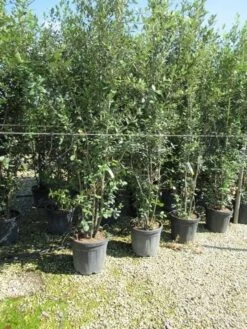 Steeneik Meerstammig (Quercus Ilex) 11 Steeneik Meerstammig (Quercus Ilex) -Green Roots Exporteren Winkel quercus ilex 200 250meerstammig 2