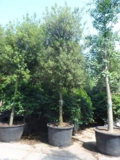 Steeneik Als Boom (Quercus Ilex) 33 Steeneik Als Boom (Quercus Ilex) -Green Roots Exporteren Winkel quercus ilex 30 35 40ho cont
