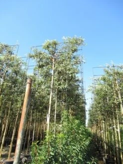 Steeneik Als Leiboom (Quercus Ilex) -Green Roots Exporteren Winkel quercus ilex 8 10 leivorm