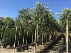 Steeneik Als Leiboom (Quercus Ilex) -Green Roots Exporteren Winkel quercus ilex 8 10 leivorm 1 1