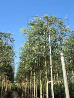 Steeneik Als Leiboom (Quercus Ilex) -Green Roots Exporteren Winkel quercus ilex 8 10 leivorm 2