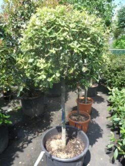 Steeneik Op Stam (Quercus Ilex) -Green Roots Exporteren Winkel quercus ilex halfstam c50 bol