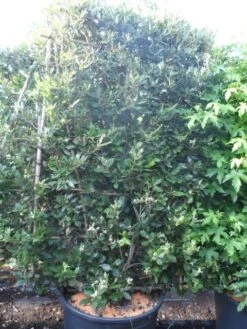 Steeneik Als Leivorm (Quercus Ilex) -Green Roots Exporteren Winkel quercus ilex leivorm 200x120