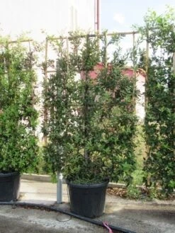 Steeneik Als Leivorm (Quercus Ilex) -Green Roots Exporteren Winkel quercus ilex leivorm 4 1