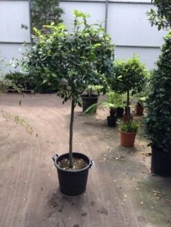 Green Roots Exporteren Winkel -Green Roots Exporteren Winkel quercus ilex op 80 cm stam 1 1
