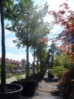 Zomereik (Quercus Robur) -Green Roots Exporteren Winkel quercus robur 35 40ho c750 1