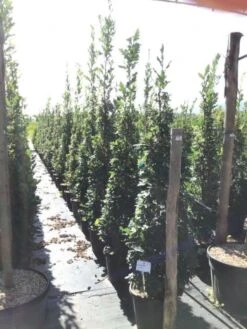 Zomereik Als Zuilboom (Quercus Robur 'Fastigiata') -Green Roots Exporteren Winkel quercus robur fastigiata 175 200 c30