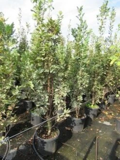 Zomereik Als Zuilboom (Quercus Robur 'Fastigiata') -Green Roots Exporteren Winkel quercus robur fastigiata koster 200 250