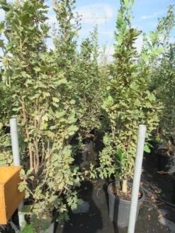 Zomereik Als Zuilboom (Quercus Robur 'Fastigiata') -Green Roots Exporteren Winkel quercus robur fastigiata koster 200 250 2