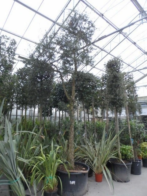 Kurkeik (Quercus Suber) 5 Kurkeik (Quercus Suber) - Afbeelding 5