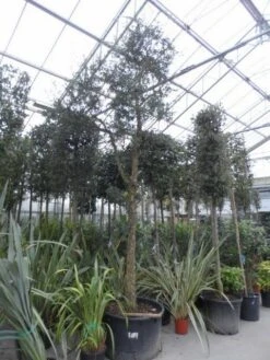 Kurkeik (Quercus Suber) -Green Roots Exporteren Winkel quercus suber