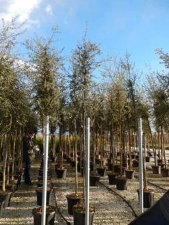 Kurkeik (Quercus Suber) -Green Roots Exporteren Winkel quercus suber 10 12 4