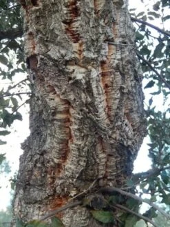 Kurkeik (Quercus Suber) -Green Roots Exporteren Winkel quercus suber 2 2