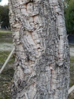 Kurkeik (Quercus Suber) 23 Kurkeik (Quercus Suber) -Green Roots Exporteren Winkel quercus suber 3 2 1