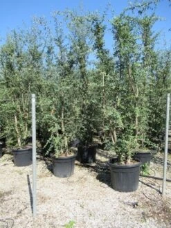 Kurkeik Meerstammig (Quercus Suber) -Green Roots Exporteren Winkel quercus suber meerstammig
