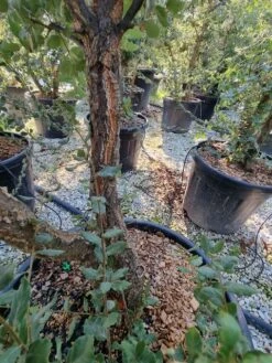 Kurkeik Meerstammig (Quercus Suber) -Green Roots Exporteren Winkel quercus suber meerstammig 1 1