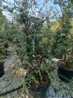 Kurkeik Meerstammig (Quercus Suber) -Green Roots Exporteren Winkel quercus suber meerstammig 2 1