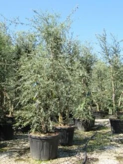 Kurkeik Meerstammig (Quercus Suber) -Green Roots Exporteren Winkel quercus suber meerstammig 4 1