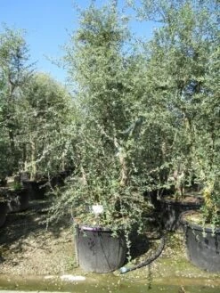 Kurkeik Meerstammig (Quercus Suber) -Green Roots Exporteren Winkel quercus suber meerstammig 5 1