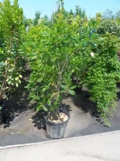 Oostenrijkse Eik (Quercus Turneri 'Pseudoturneri') -Green Roots Exporteren Winkel quercus turneri pseudoturneri 125 150 175 c35