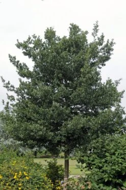 Steeneik Als Boom (Quercus Ilex)