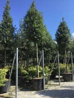 Steeneik Als Boom (Quercus Ilex) -Green Roots Exporteren Winkel quercusilexv01 1