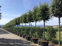 Steeneik Als Boom (Quercus Ilex) 19 Steeneik Als Boom (Quercus Ilex) -Green Roots Exporteren Winkel quercusilexv05