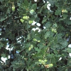 Zomereik, Bosplantsoen (Quercus Robur) -Green Roots Exporteren Winkel qurobur 5