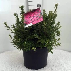 Japanse Azalea (Rhododendron 'Madame Van Hecke') -Green Roots Exporteren Winkel r. aj mme van hecke c10 1