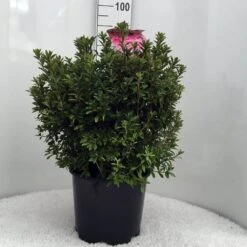 Japanse Azalea (Rhododendron 'Madame Van Hecke') 25 Japanse Azalea (Rhododendron 'Madame Van Hecke') -Green Roots Exporteren Winkel r. aj mme van hecke c15