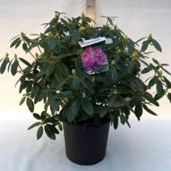 Rhododendron (Rhododendron Catawbiense 'Grandiflorum') -Green Roots Exporteren Winkel r. cat. grandiflorum c30 1