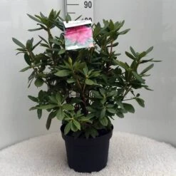 Rhododendron (Rhododendron 'Cosmopolitan') -Green Roots Exporteren Winkel r. cosmopolitan c10 50 cm