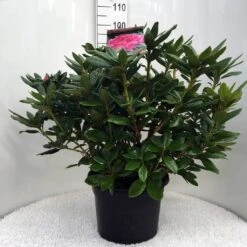 Rhododendron (Rhododendron 'Cosmopolitan') -Green Roots Exporteren Winkel r. cosmopolitan c20 2