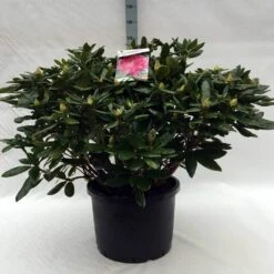 Rhododendron (Rhododendron 'Cosmopolitan') -Green Roots Exporteren Winkel r. cosmopolitan c40 1