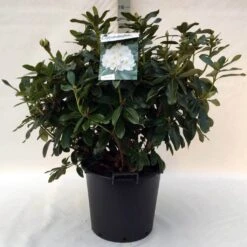 Rhododendron (Rhododendron 'Cunningham White') -Green Roots Exporteren Winkel r. cunn. white c30 1