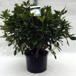 Rhododendron (Rhododendron 'Cunningham White') -Green Roots Exporteren Winkel r. cunningh white c40 1