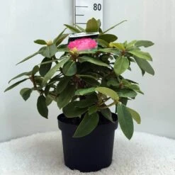 Rhododendron (Rhododendron 'Germania') 33 Rhododendron (Rhododendron 'Germania') -Green Roots Exporteren Winkel r. germania c10 50 cm 1