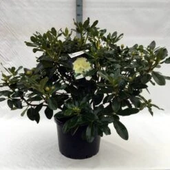 Rhododendron (Rhododendron 'Horizon Monarch') -Green Roots Exporteren Winkel r. horizon monarch c40